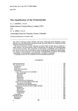 The classification of the Proterosuchia