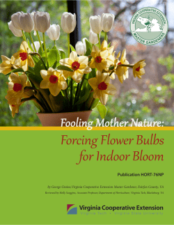 Forcing Flower Bulbs for Indoor Bloom - VCE Publications