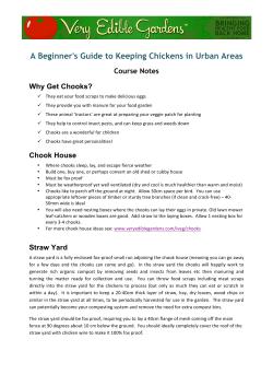 A Beginner`s Guide to Keeping Chickens in Urban Areas