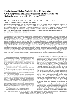 Evolution of Xylan Substitution Patterns in Gymnosperms and