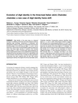 Evolution of digit identity in the three