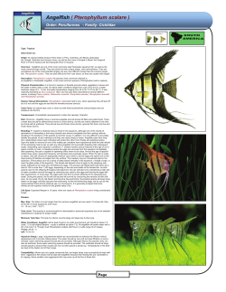 Angelfish ( Pterophyllum scalare )_sht