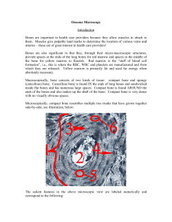Osseous Microscopy