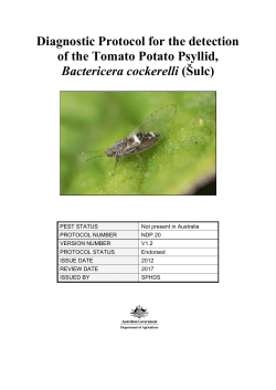 Tomato potato psyllid DP - National Plant Biosecurity Diagnostic