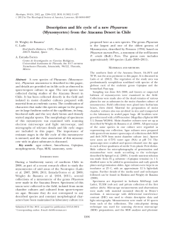 Description and life cycle of a new Physarum (Myxomycetes) from