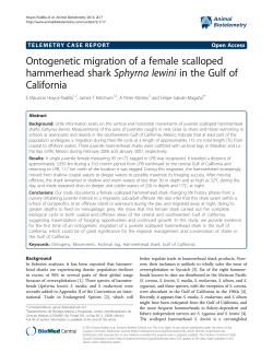 Ontogenetic migration of a female scalloped hammerhead shark
