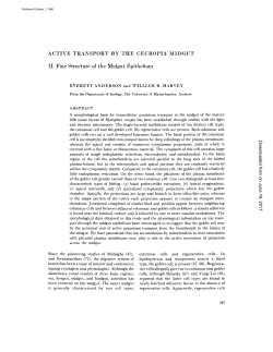 ACTIVE TRANSPORT BY THE CECROPIA MIDGUT II. Fine