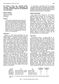 The biology of Olios spp. huntsman spiders Araneae