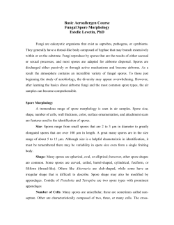 Cladosporium - Cladosporium is a large genus of anamorphic fungi