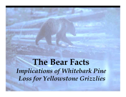 The Bear Facts - DigitalCommons@USU