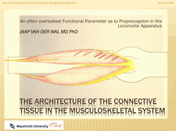 the architecture of the connective tissue in the