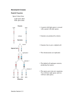 Monohybrid Crosses Haploid Organism Spore Colour Gene Light