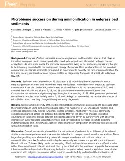 Microbiome succession during ammonification in eelgrass