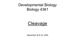 Holoblastic cleavageанаEchinoderms