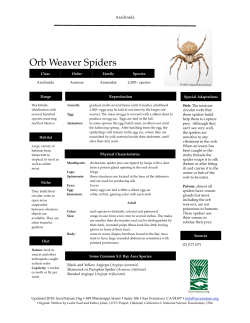Orb Weaver Spiders info sheet