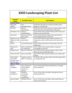 KISD Landscape Plant Standards