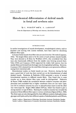 Histochemical differentiation of skeletal muscle in