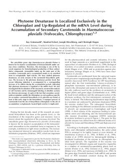 Phytoene Desaturase Is Localized Exclusively in
