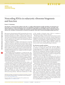 (2015). &ldquo;Non-coding RNAs in ribosome synthesis