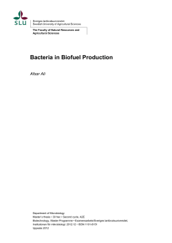 Bacteria in Biofuel Production