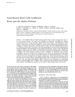 Fetal Bovine Bone Cells Synthesize Bone