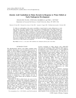 Abscisic Acid Catabolism in Maize Kernels in