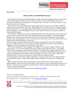check for leafhopper damage - Nebraska Extension