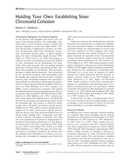 Holding Your Own: Establishing Sister Chromatid Cohesion