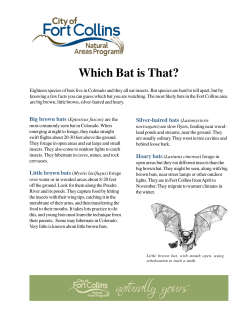 Bats - City of Fort Collins