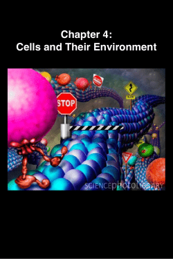 Biology - Chapter 4
