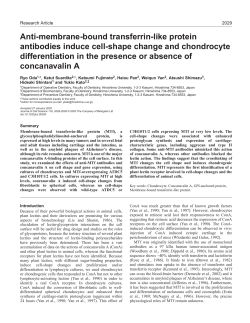 Anti-membrane-bound transferrin-like protein antibodies induce cell