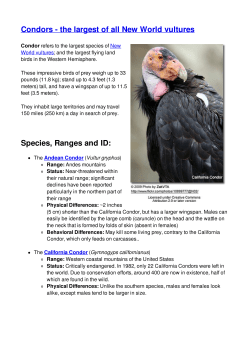 Condors - the largest of all New World vultures Species, Ranges