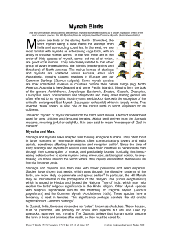 Mynah Birds M - Garrett Phelan