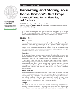 Harvesting and Storing Your Home Orchard`s Nut Crop: Almonds