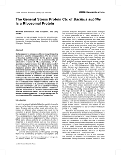 The General Stress Protein Ctc of Bacillus subtilis is a Ribosomal