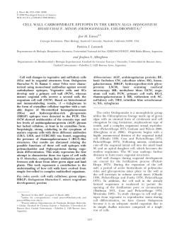 cell wall carbohydrate epitopes in the green alga