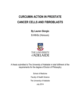 curcumin action in prostate cancer cells and fibroblasts