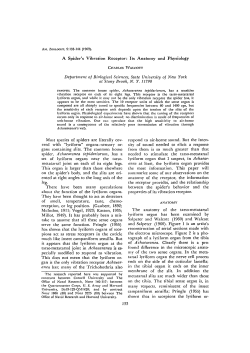 A Spider`s Vibration Receptor: Its Anatomy and Physiology
