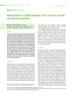 Mannosylation in Candida albicans: role in cell wall function and