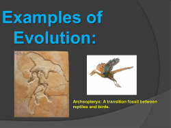 Examples of Evolution