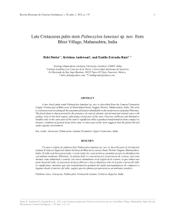 Late Cretaceous palm stem Palmoxylon lametaei