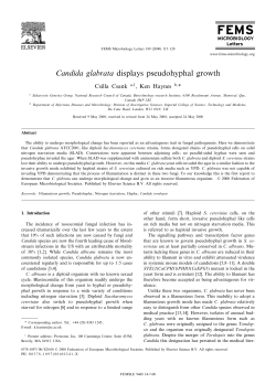 Candida glabrata displays pseudohyphal growth