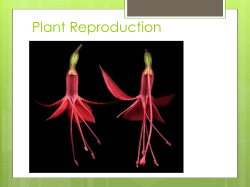 Plant Reproduction