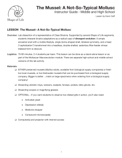 The Mussel: A Not-So-Typical Mollusc