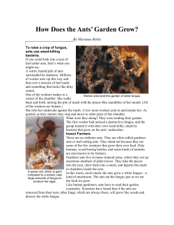 How Does the Ants` Garden Grow