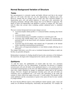 Male reproductive system