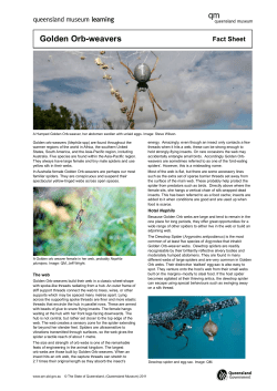 Golden Orb-weavers