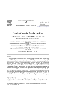 A study of bacterial flagellar bundling