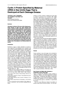 A Protein Specified by Maternal mRNA in Sea Urchin