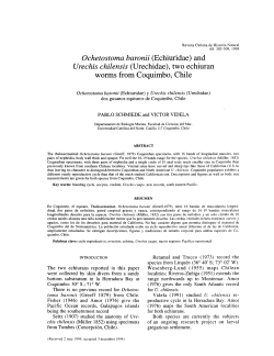 Ochetostoma baronii (Echiuridae) and Urechis chilensis